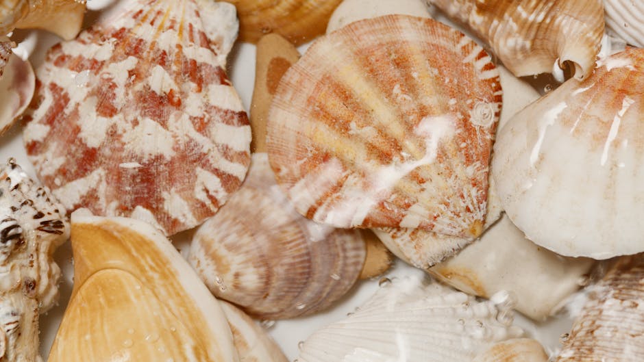 A close-up image displaying a variety of seashells with different shapes, sizes, and textures. The shells include scallops, conchs, and small clam-like shells, predominantly in shades of beige, white,